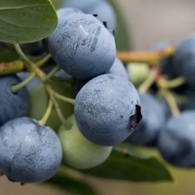 thumbnail for publication: Calendar for Southern Highbush Blueberry Management in Florida